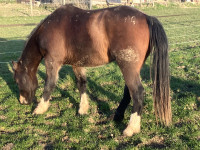 Vente de cheval : Loekaf S.J.S.